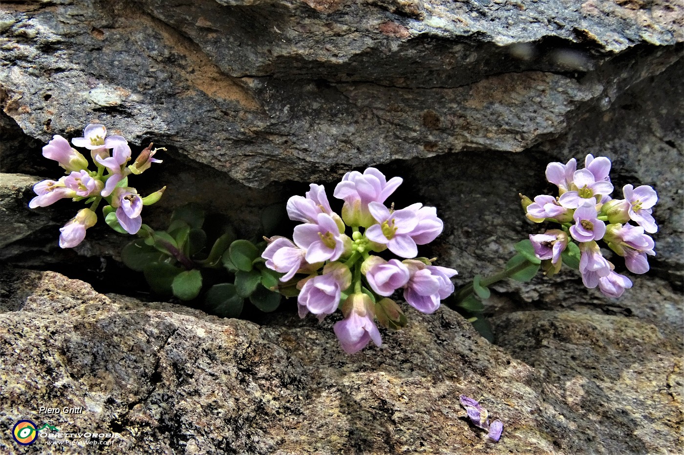 73 Fiori di thlaspi rotundifolium tra le rocce.JPG